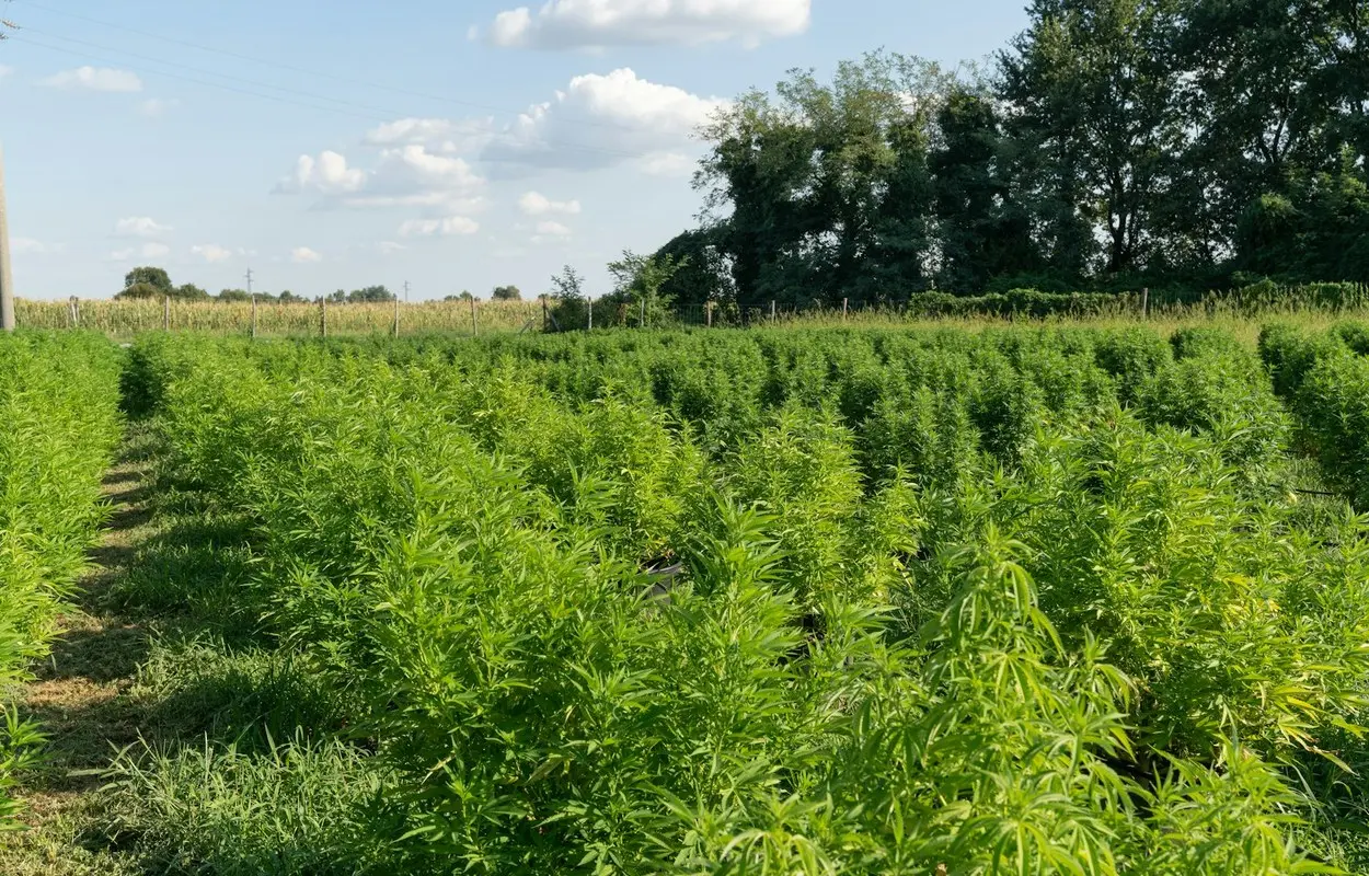 Argentina regula el cáñamo hortícola con trazabilidad obligatoria