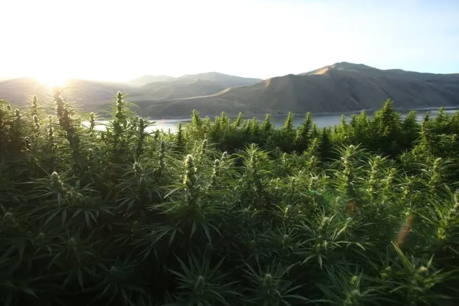 Australia lleva a los tribunales la publicidad del cannabis medicinal