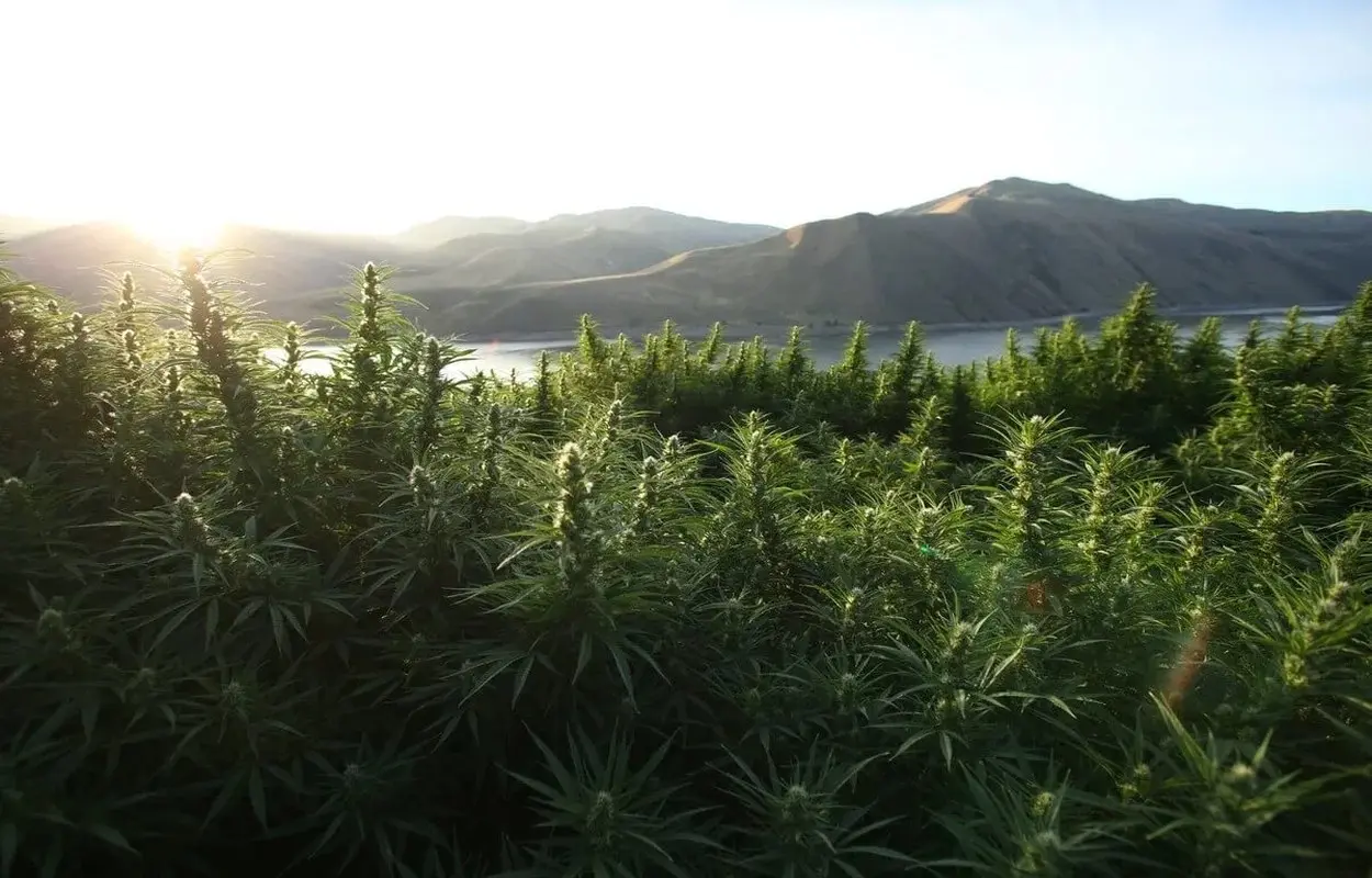 Australia lleva a los tribunales la publicidad del cannabis medicinal