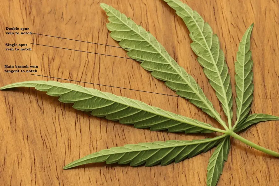 La guía canadiense de análisis de cannabis deja una lección para España