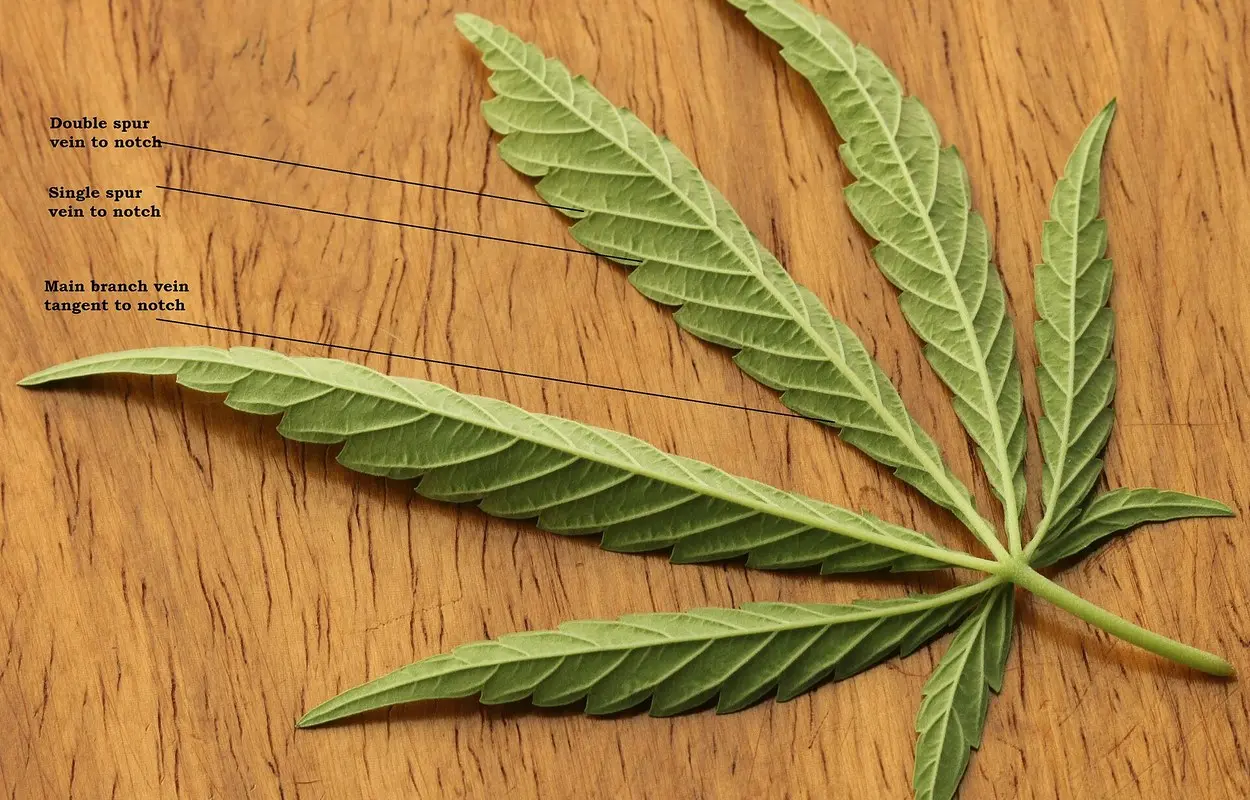 La guía canadiense de análisis de cannabis deja una lección para España