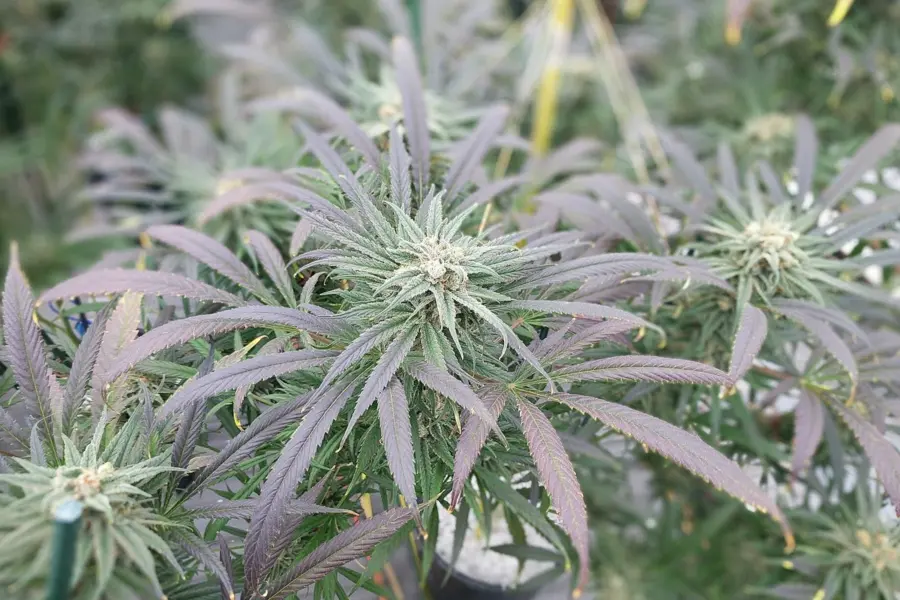 Canarias lleva la cultura de cultivo al cannabis medicinal regulado