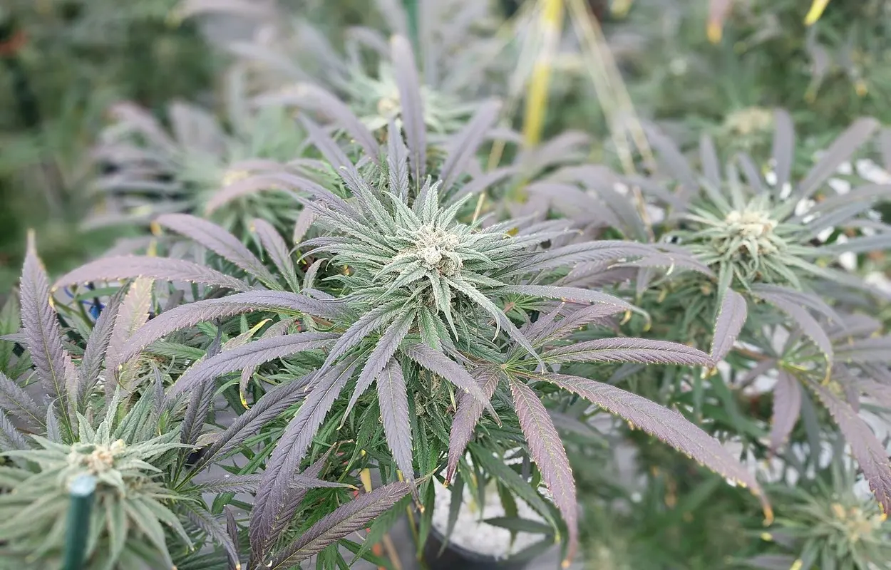 Canarias lleva la cultura de cultivo al cannabis medicinal regulado