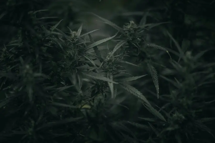 La Complutense abre septiembre con plazas para investigar cannabis medicinal
