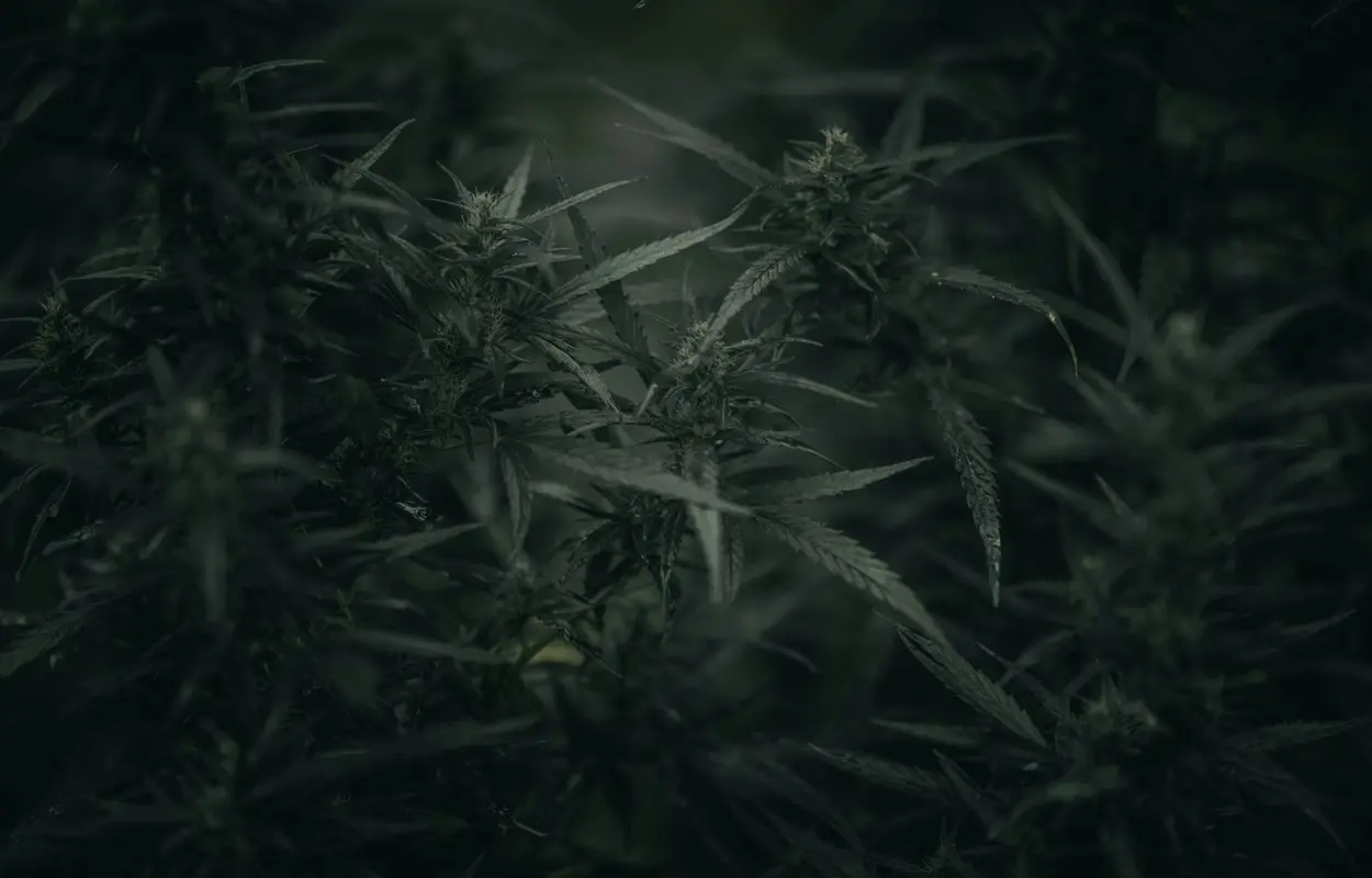 La Complutense abre septiembre con plazas para investigar cannabis medicinal