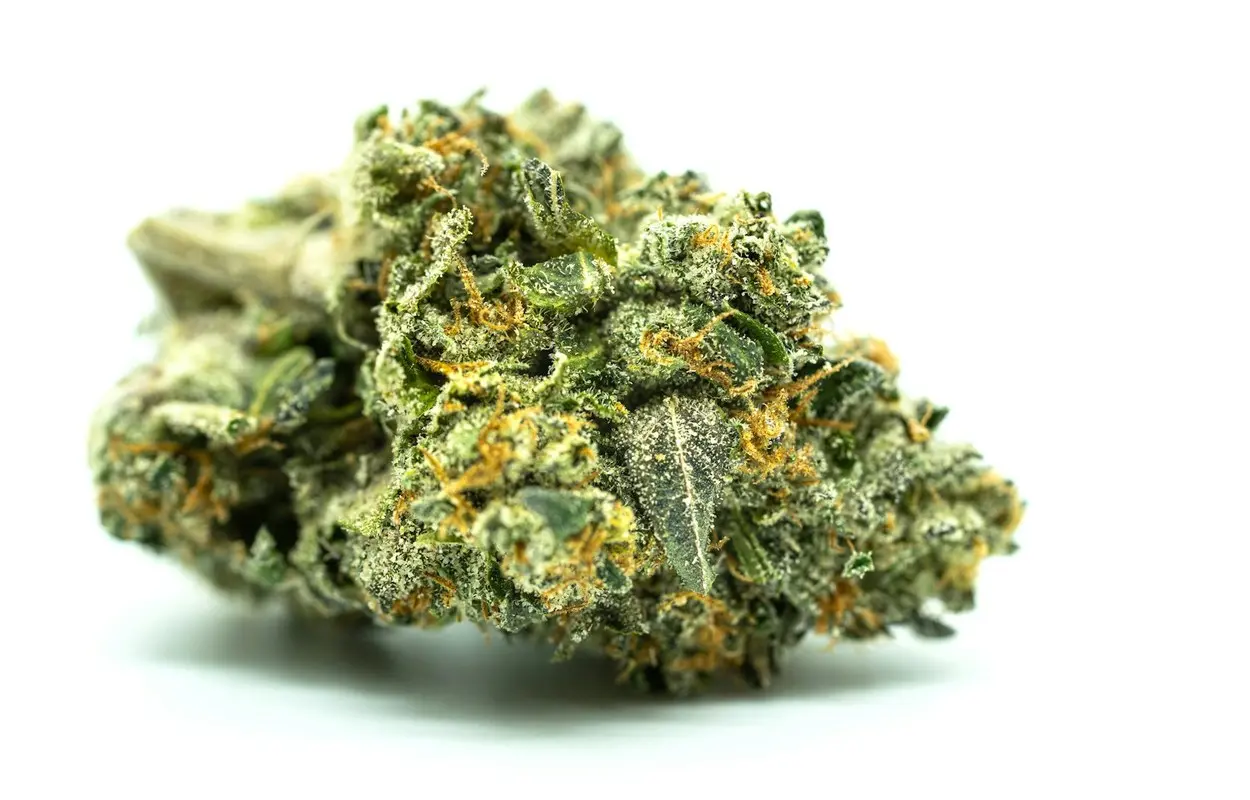 Costa Rica abre un laboratorio para fabricar cannabis medicinal