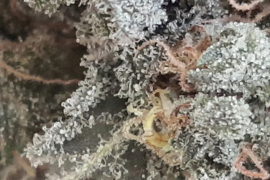 Francia alerta sobre cannabinoides sintéticos vendidos como CBD