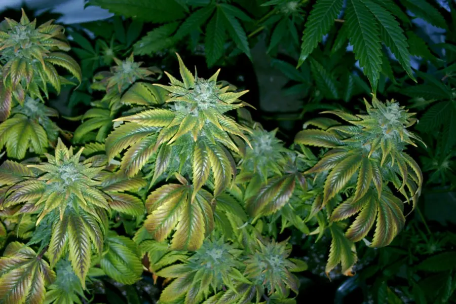 Inglaterra muestra el riesgo de un cannabis medicinal solo privado
