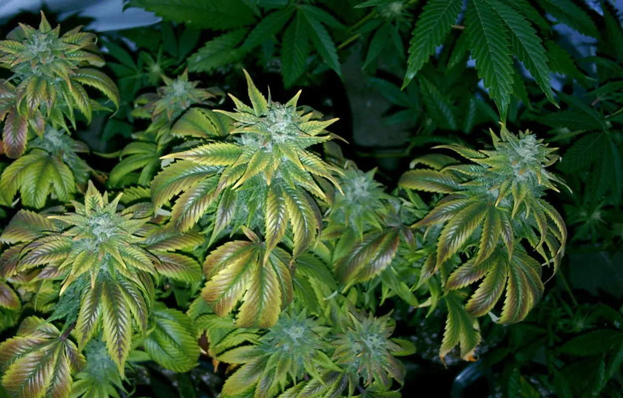 Inglaterra muestra el riesgo de un cannabis medicinal solo privado