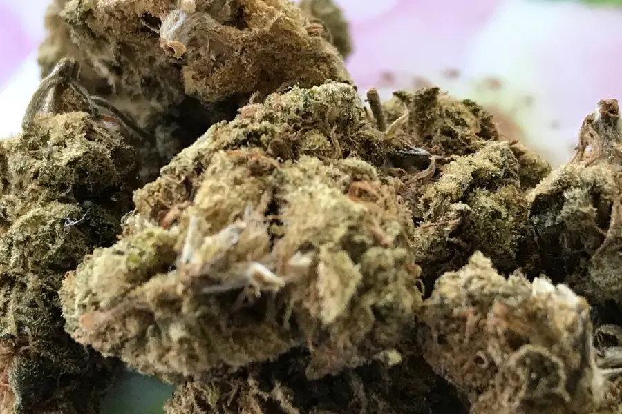 Madrid vuelve a pedir una regulación responsable del cannabis