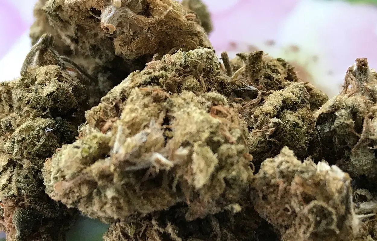 Madrid vuelve a pedir una regulación responsable del cannabis