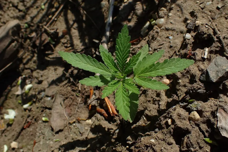 Malta pide evaluar con datos su regulación adulta del cannabis