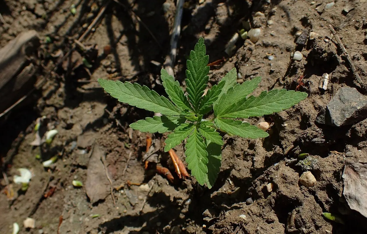 Malta pide evaluar con datos su regulación adulta del cannabis
