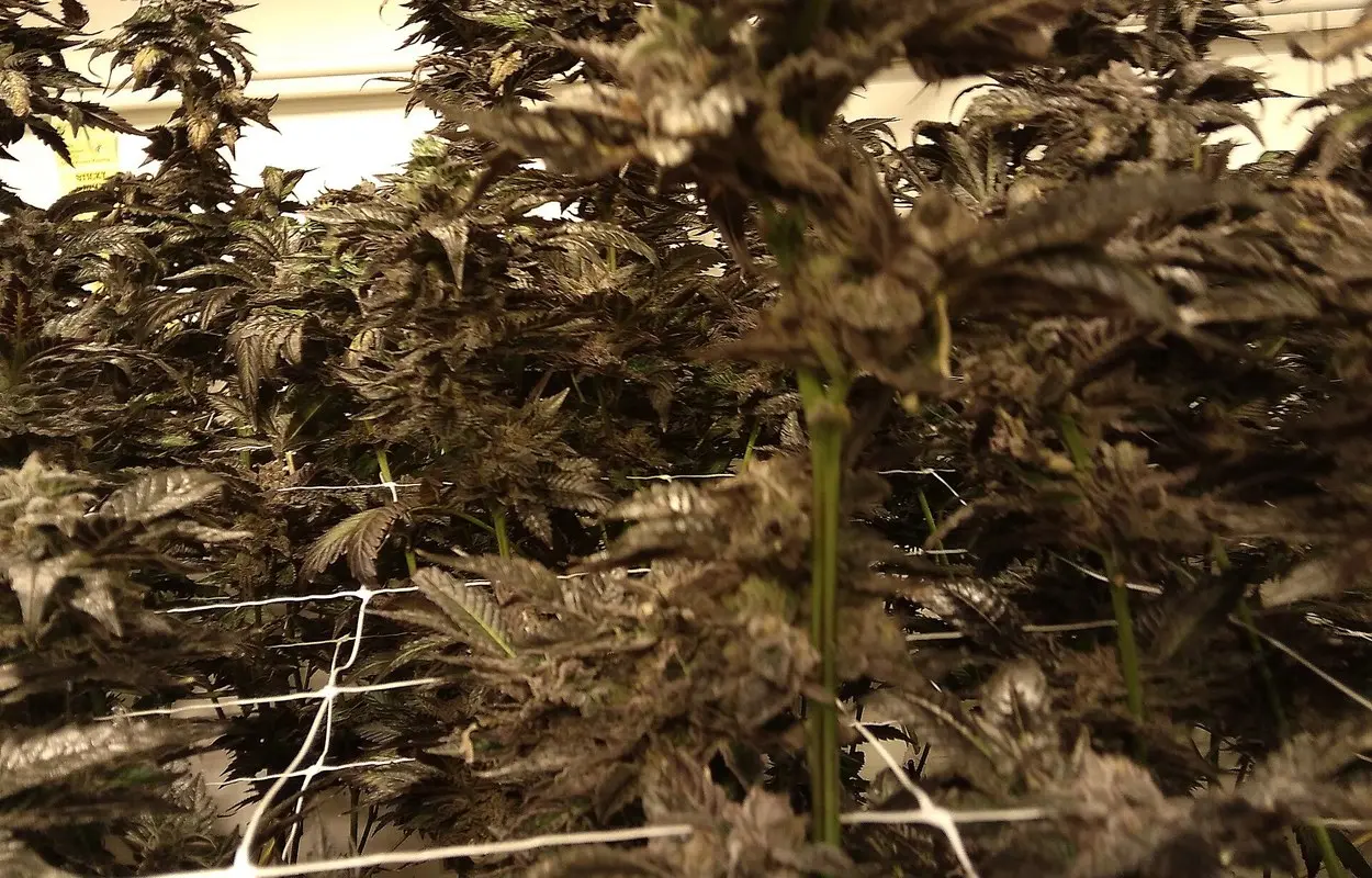El OEDA recuerda que normalizar cannabis exige datos, no miedo