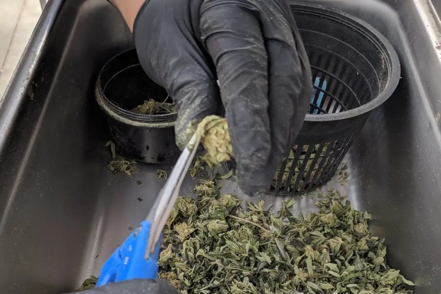 Portugal acelera el cannabis medicinal y exige más trazabilidad