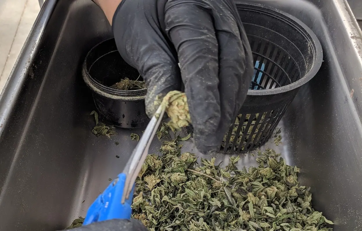 Portugal acelera el cannabis medicinal y exige más trazabilidad