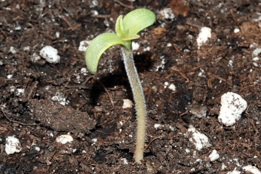 Una revisión española pide prudencia antes de ampliar el cannabis medicinal