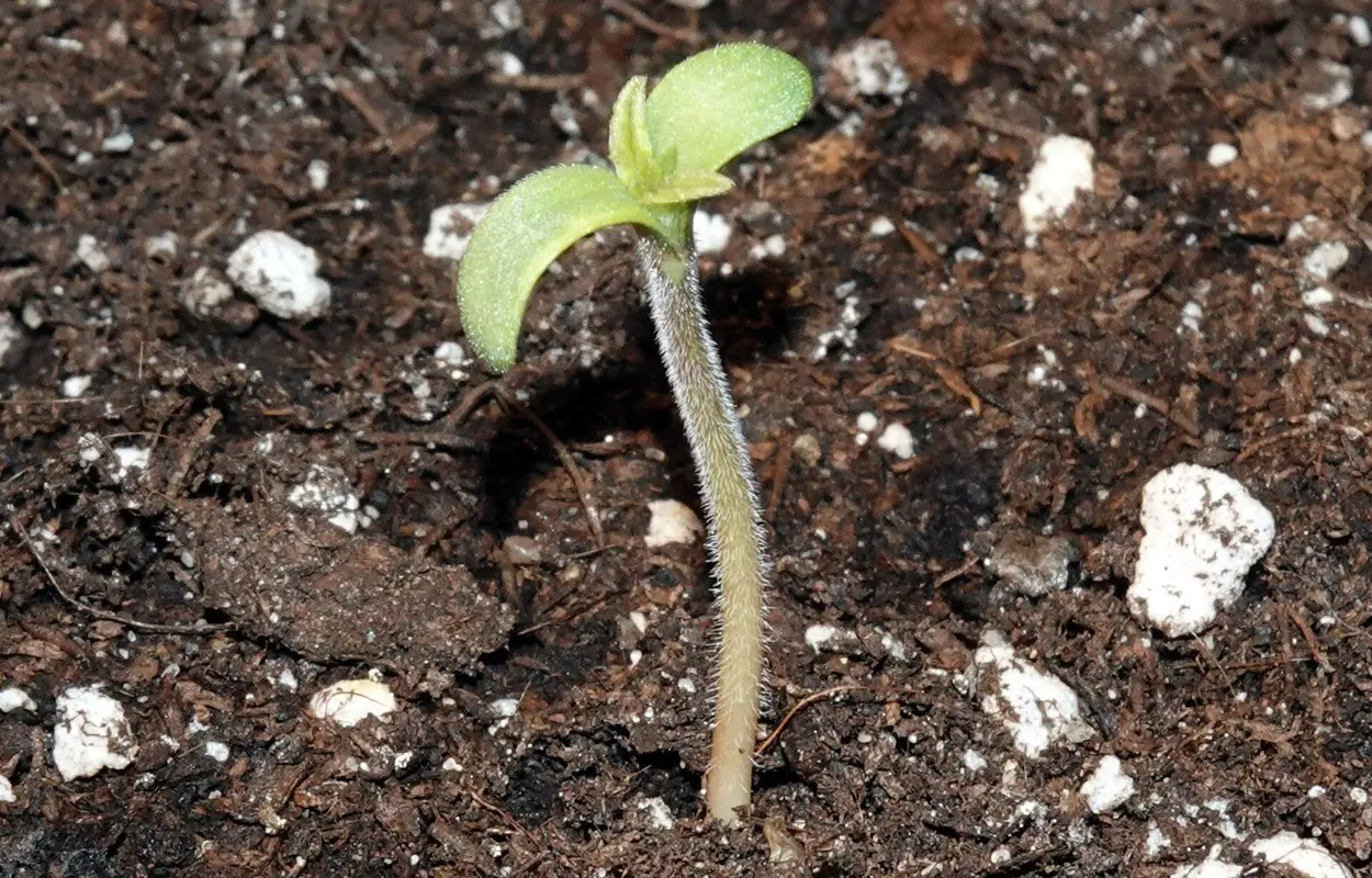 Una revisión española pide prudencia antes de ampliar el cannabis medicinal