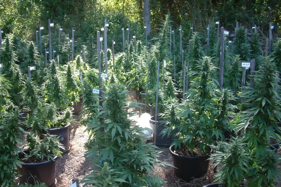 Sanidad alerta de cannabinoides sintéticos en prisiones