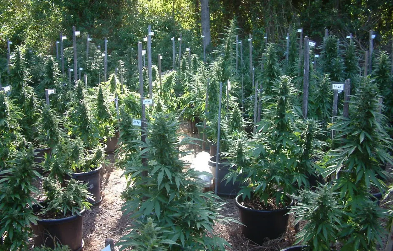 Sanidad alerta de cannabinoides sintéticos en prisiones