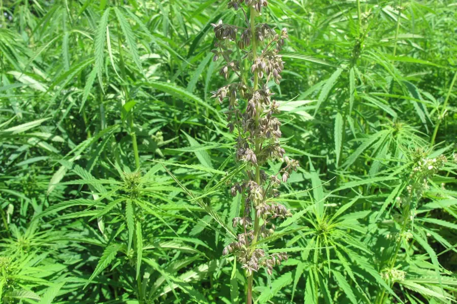 Sanidad llega a septiembre con la revisión del cannabis medicinal pendiente