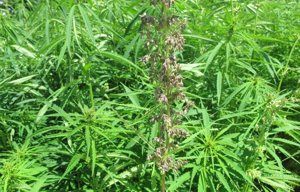 Sanidad llega a septiembre con la revisión del cannabis medicinal pendiente