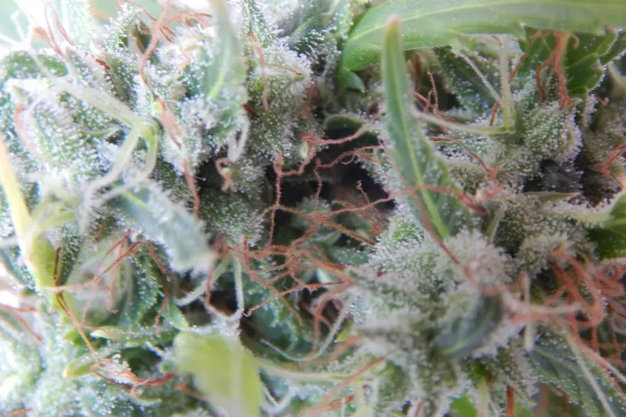 Suiza prueba la venta regulada de cannabis en farmacias