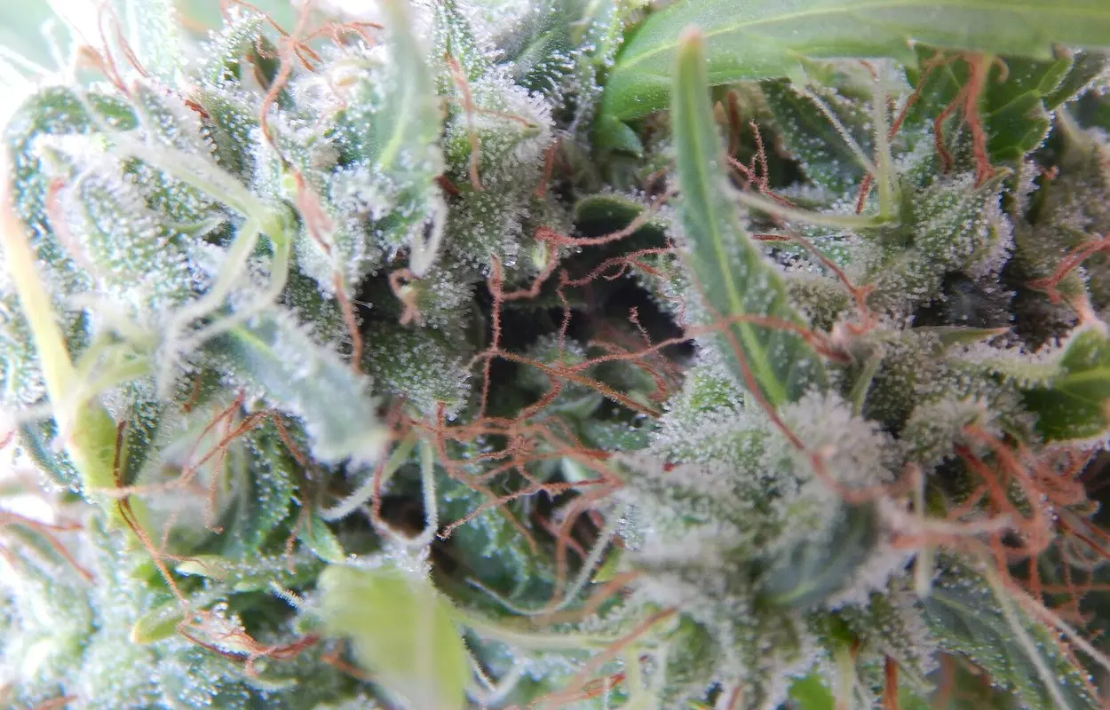 Suiza prueba la venta regulada de cannabis en farmacias