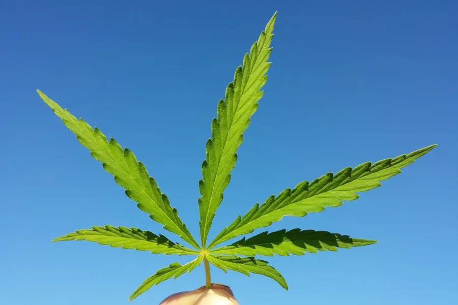 La UE abre una vía agrícola para la flor de cáñamo