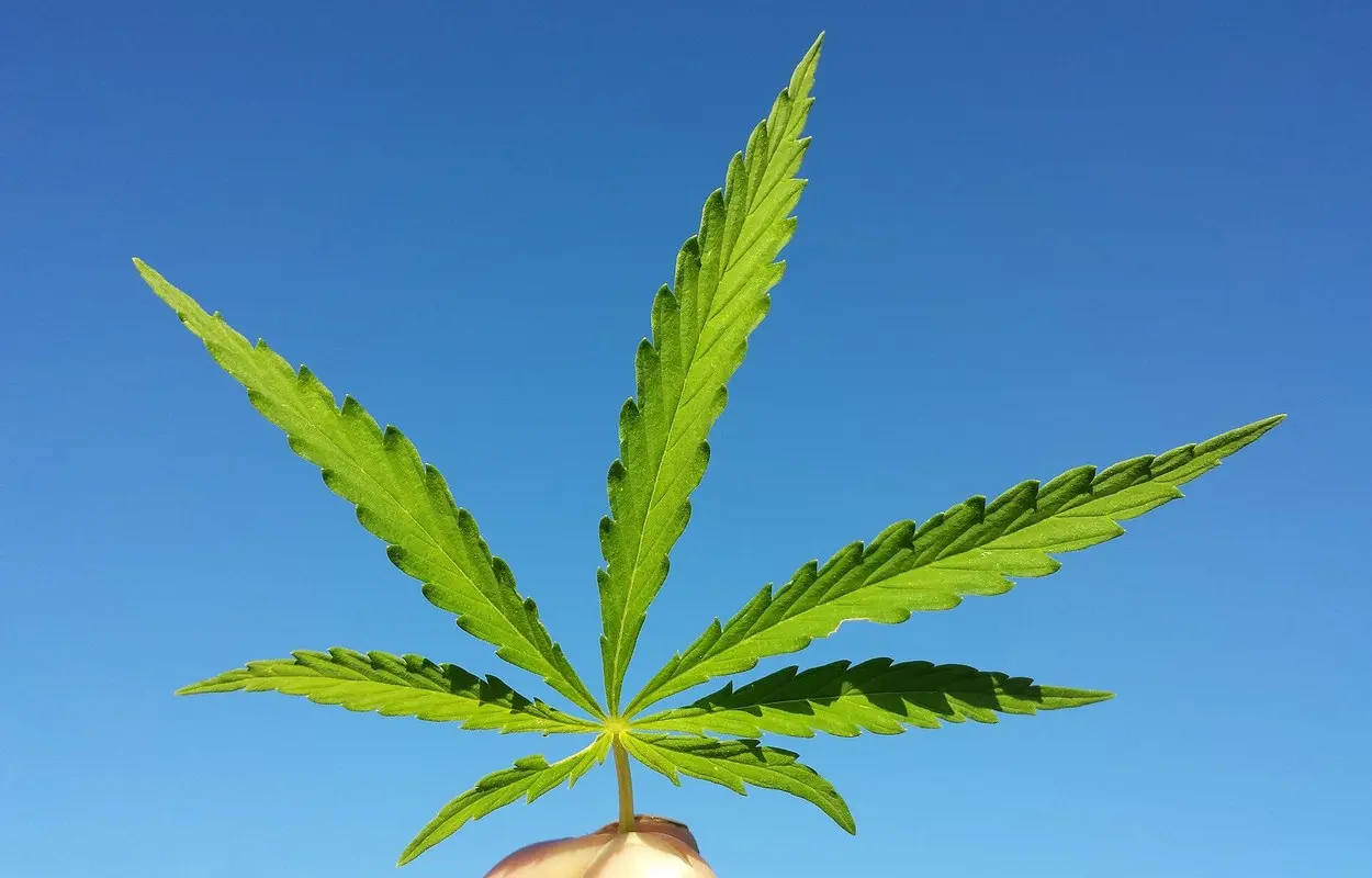 La UE abre una vía agrícola para la flor de cáñamo