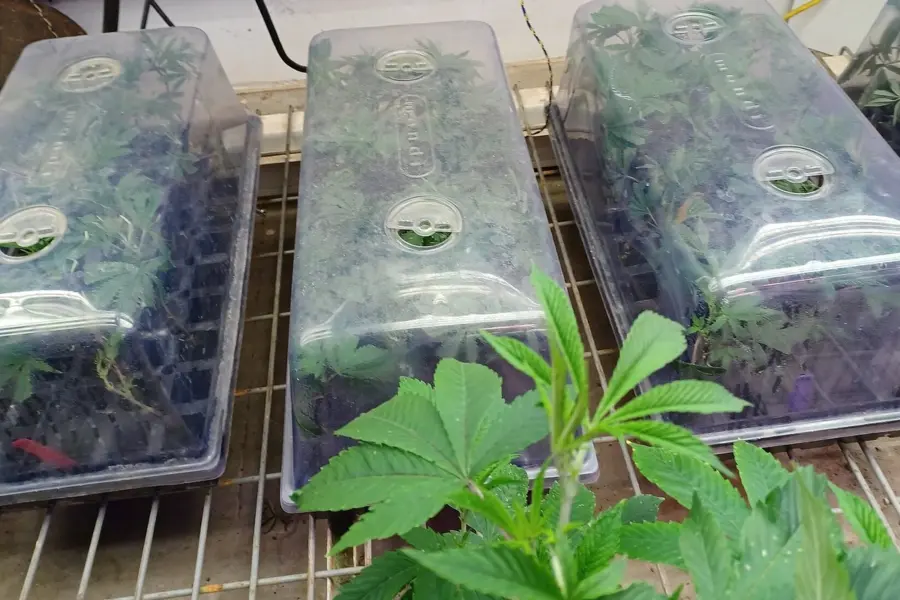 Albania refuerza el control del cannabis desde la semilla al producto