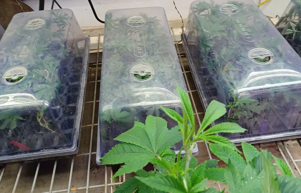 Albania refuerza el control del cannabis desde la semilla al producto