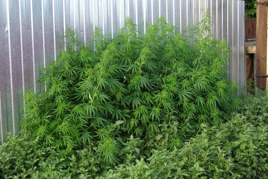Alemania enseña cómo controlar el cannabis de los clubes