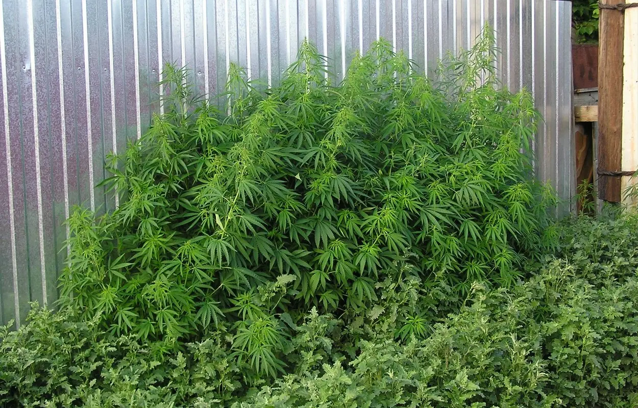 Alemania enseña cómo controlar el cannabis de los clubes