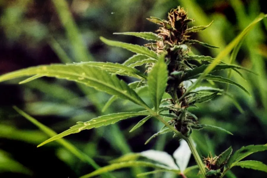 La EMA recuerda que la flor de cannabis medicinal necesita más evidencia