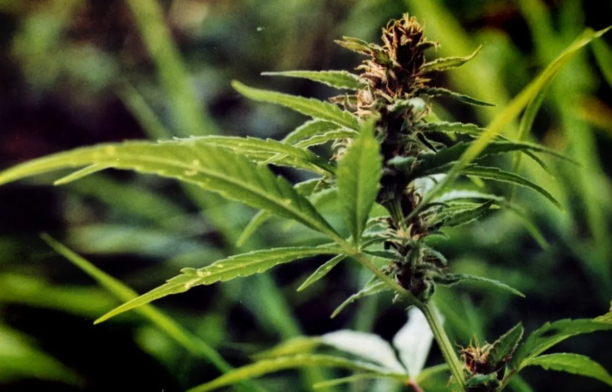 La EMA recuerda que la flor de cannabis medicinal necesita más evidencia