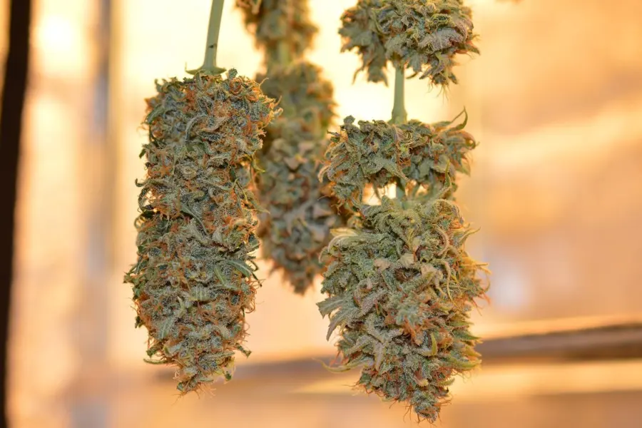 Europa discrepa sobre cómo secar la flor de cannabis medicinal