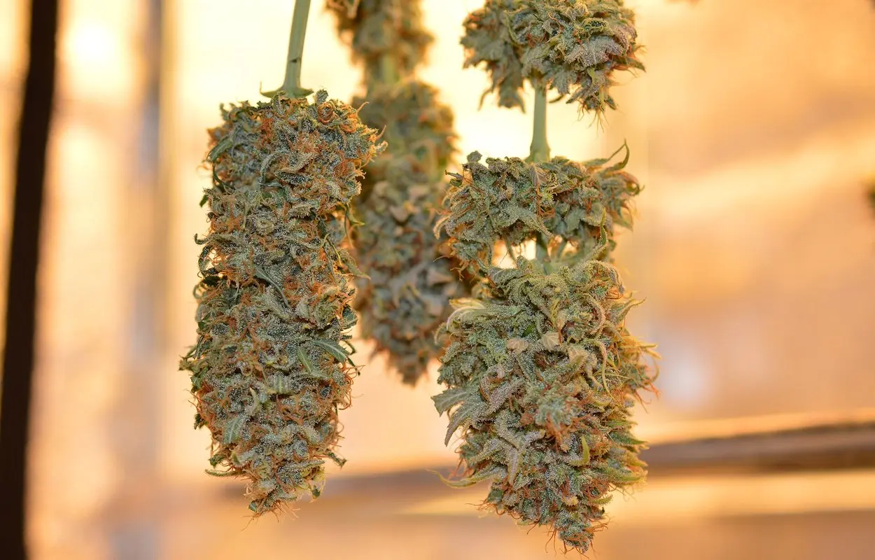 Europa discrepa sobre cómo secar la flor de cannabis medicinal