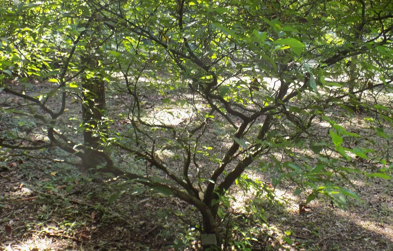 Arbusto de Tabernanthe iboga, planta de la que se extrae la ibogaína
