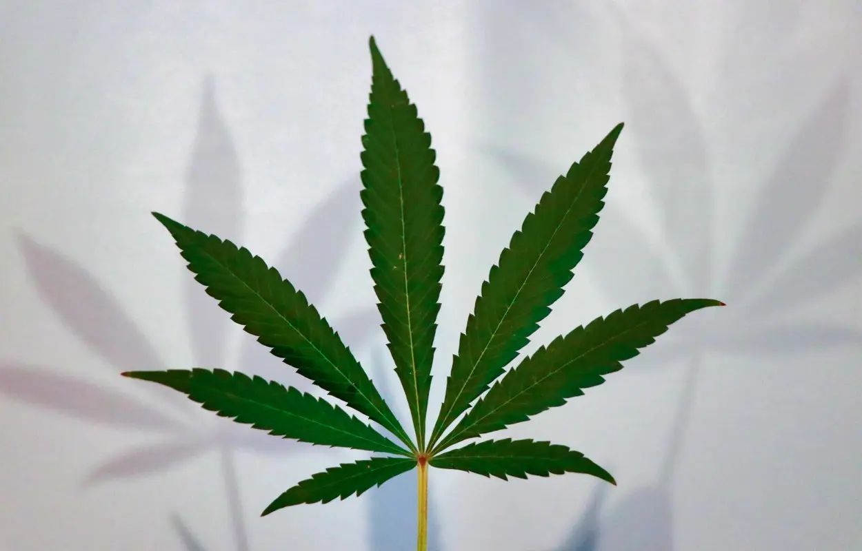 Hoja de cannabis fotografiada sobre un fondo claro. elsaolofsson, CC BY 2.0. Origen: https://commons.wikimedia.org/wiki/File:Marijuana_plant_leaf.jpg