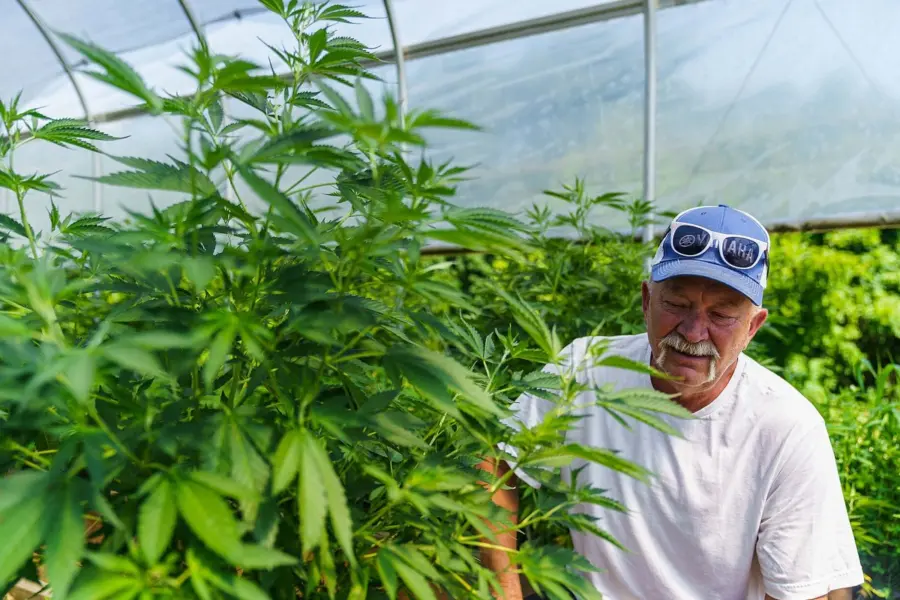 Jamaica abre una via legal para sus cultivadores tradicionales