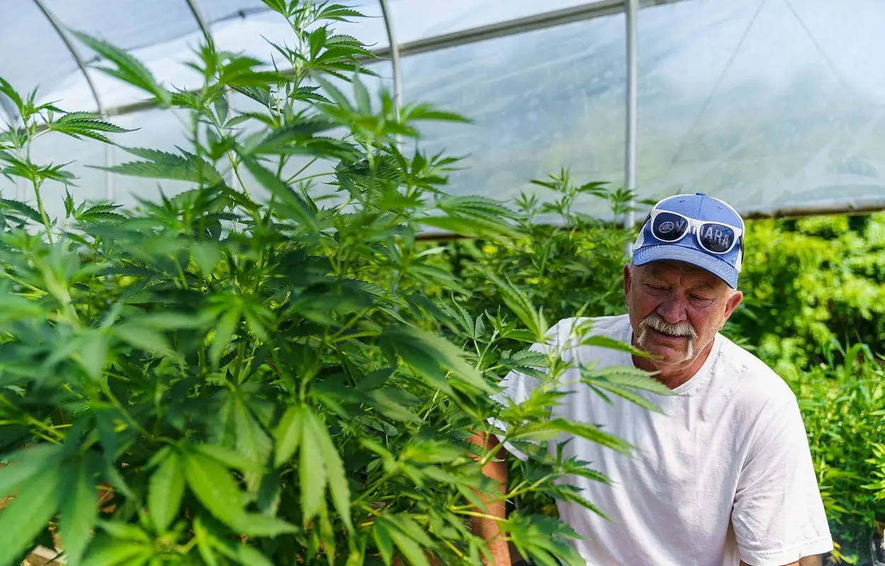 Jamaica abre una via legal para sus cultivadores tradicionales