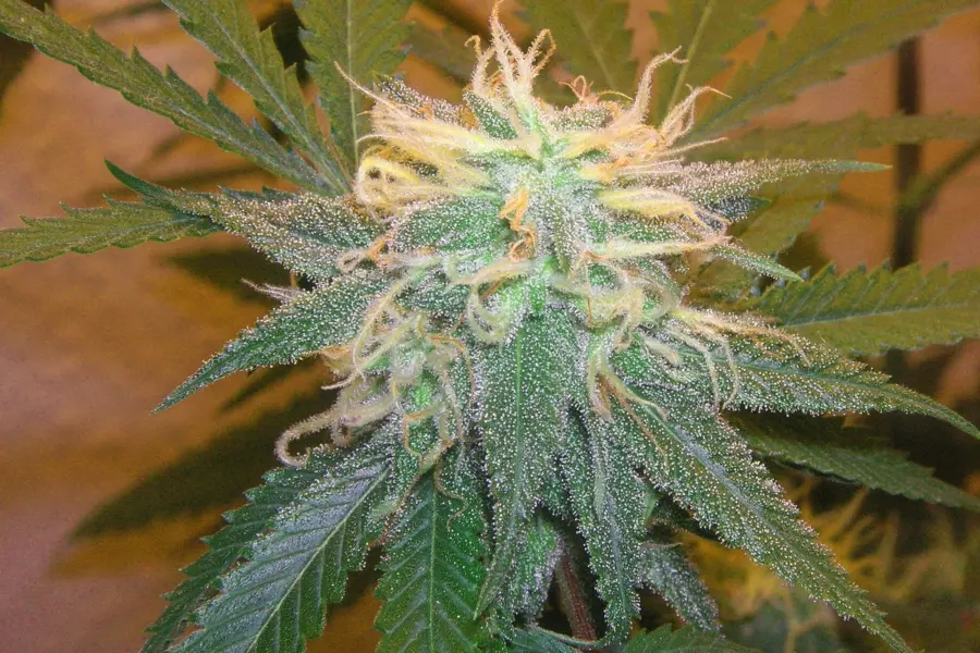Un metaanalisis obliga a matizar la mezcla de CBD y THC