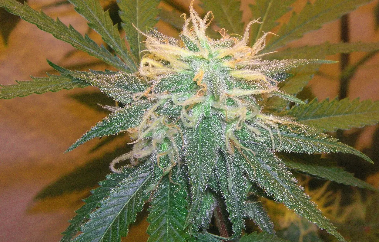 Un metaanalisis obliga a matizar la mezcla de CBD y THC