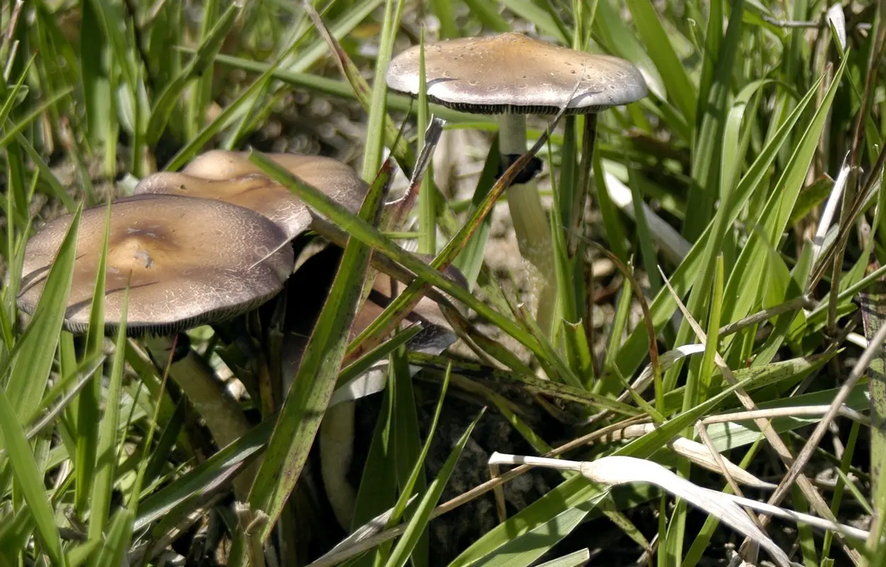 Ejemplares de Psilocybe cubensis fotografiados en Bahía, Brasil; imagen de contexto, no del ensayo NECTAR