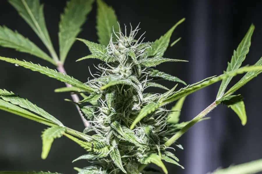 El OEDA 2026 pide datos para hablar de cannabis sin alarmismo