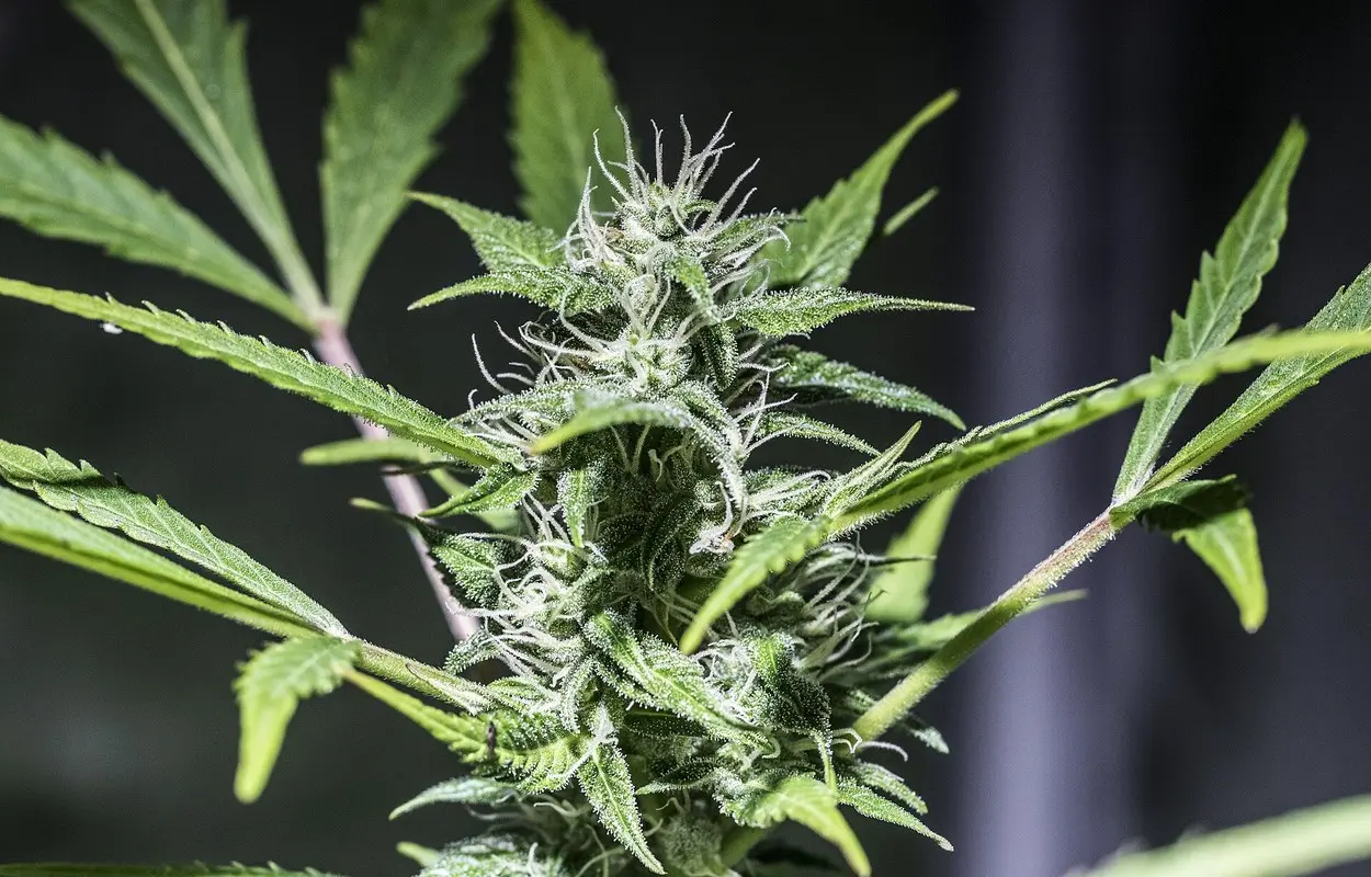 El OEDA 2026 pide datos para hablar de cannabis sin alarmismo