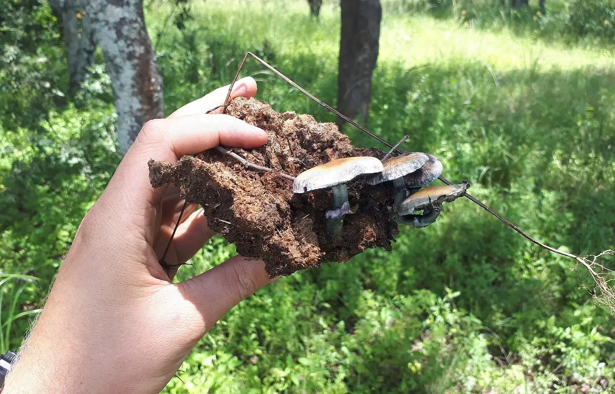 Setas Psilocybe cubensis, especie que contiene psilocibina