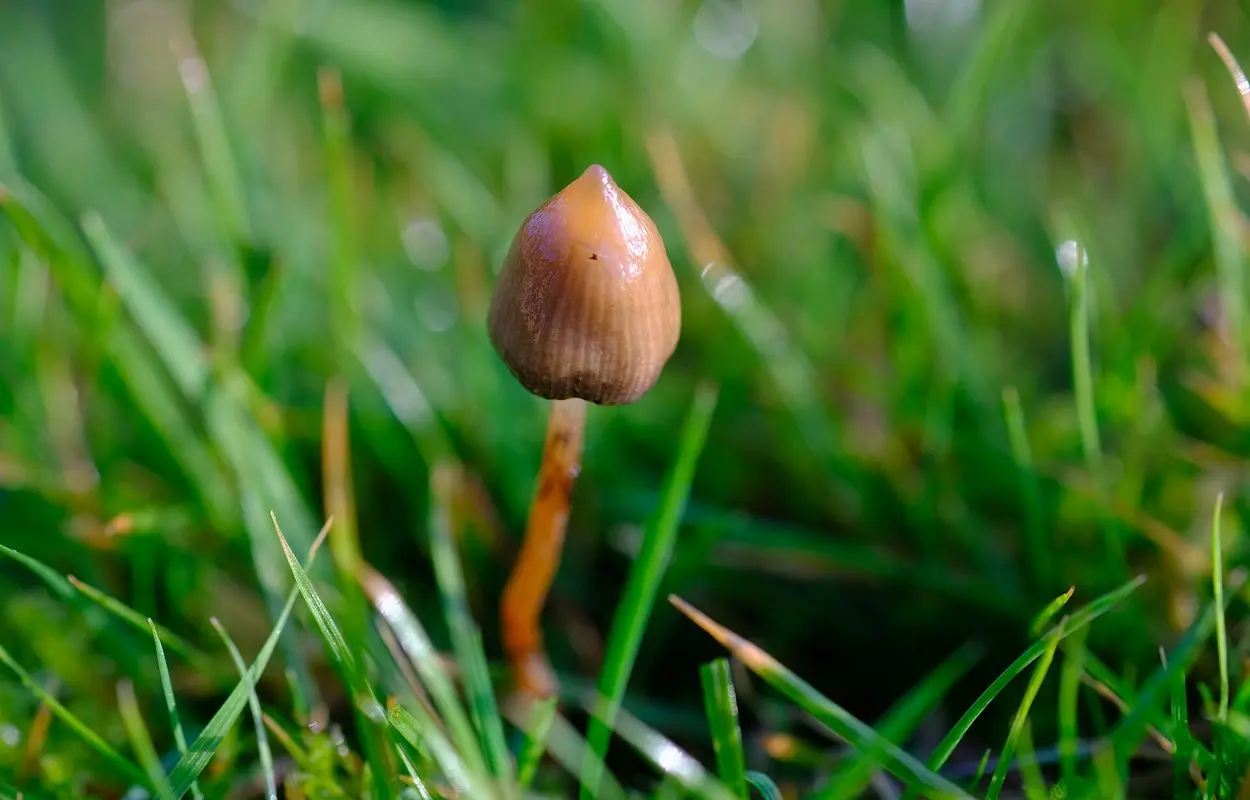 Setas Psilocybe semilanceata creciendo entre la hierba