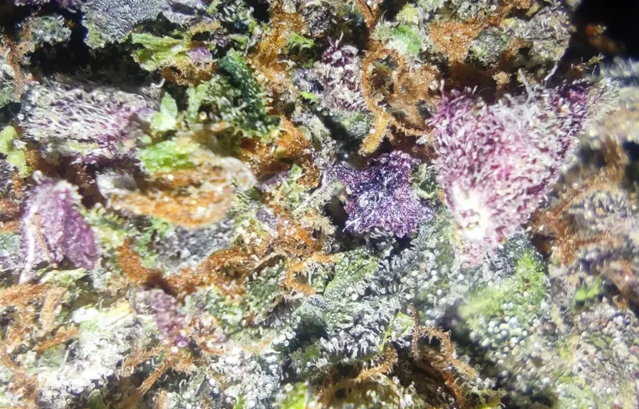 Detalle fotográfico de una flor de cannabis Purple Haze. PlacidDocu, CC BY 4.0. Origen: https://commons.wikimedia.org/wiki/File:Cannabis_Sativa_Purple_Haze.webp